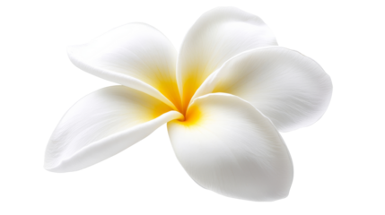White Plumeria Flower.