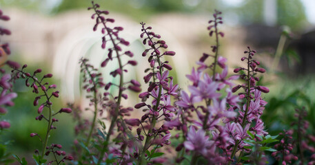 Fototapeta premium Delicate purple wildflowers in soft focus with dreamy, blurred background, creating peaceful garden atmosphere.