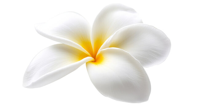 White Plumeria Flower.