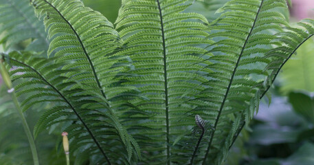 Lush, vibrant green fern leaves unfurl in serene forest, creating sense of natural tranquility.