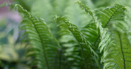 Lush green fern fronds unfurling in tranquil forest setting, capturing nature's delicate beauty and serenity.