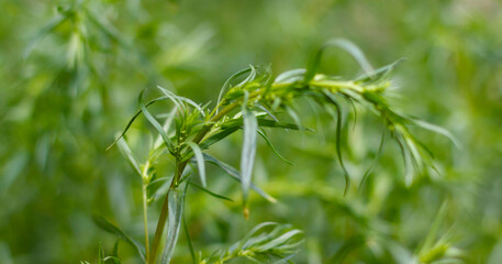 Obraz premium Close up of green tarragon plant leaves in lush, natural garden setting, with soft focus background.