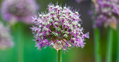 Close up of blooming allium flower with vibrant purple petals and green buds in soft focus.