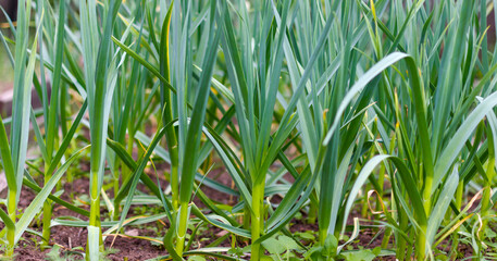Fresh green garlic plants growing in garden bed, showcasing vibrant leaves and healthy growth.