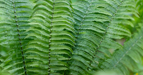 Close up of vibrant green fern leaves with detailed fronds, showcasing natural patterns and textures in lush foliage.