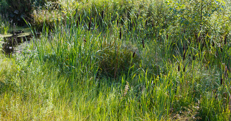 Lush wetland vegetation with tall cattails growing near the water's edge, surrounded by vibrant green grass and shrubs.