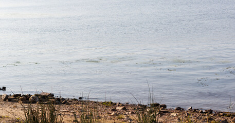 Tranquil lakeshore with gentle ripples, pebbles, and reeds along the water's edge on calm day.