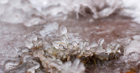 Close up of frozen grass blades encased in delicate ice, showcasing natural beauty in winter landscape.