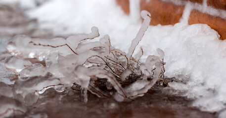 Frozen twigs encased in clear ice against snow covered wall, capturing the essence of winter stillness.