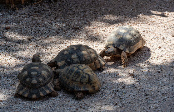 steppe tortoises close-up feeding in natural conditions on a sunny day