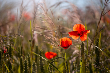 Letnia łąka, maki, tapeta, dekoracja.