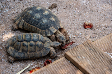 steppe tortoises close-up feeding in natural conditions on a sunny day