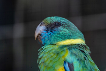 variegated multicolored parrots feeding in natural conditions on a sunny day