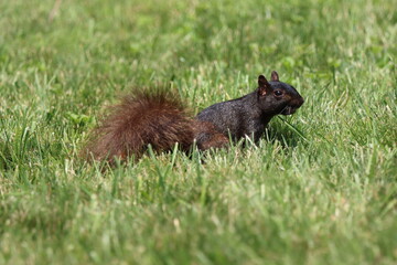 A tree squirrel in the grass