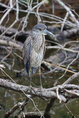 Juvenile yellow crowned night heron