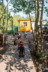 Poultry yard with domestic hens, roosters, geese. Birds walk on rural organic nature farm and eat food. Selective focus