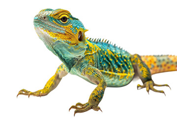 Obraz premium Collared Lizard Isolated on Transparent Background in High Definition Image Showing Clear Details and Vibrant Colors Ideal for Stock Photography and Wildlife Illustrations