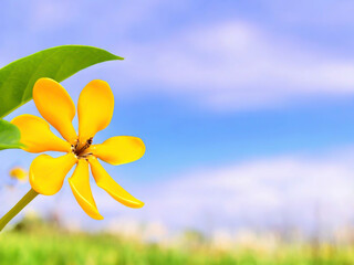 A vibrant yellow flower set against a serene blue sky, providing ample space for your desired text. This image showcases the Gardenia mutabilis in all its glory.