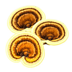Multicolored mushrooms on the white background. 