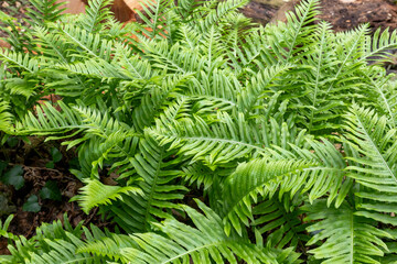 Polypodium cambricum (Polypodium australe), the southern polypody, limestone polypody or Welsh polypody, is a species of fern  native to southern and western Europe where it grows on shady rocks