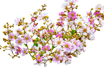 Lagerstroemia speciosa is a species of Lagerstroemia native to tropical southern Asia. Isolated on the white background. 