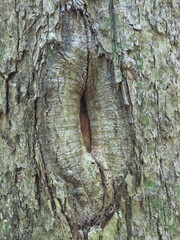 a tree trunk