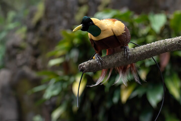 Cendrawasih bird perched on a tree branch