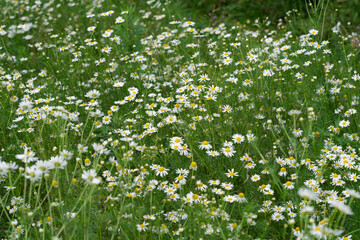 a field of daisies with a field of white flowers.