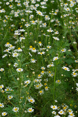 a field of daisies with a field of white flowers.