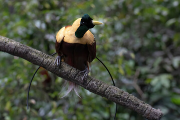 Cendrawasih bird perched on a tree branch