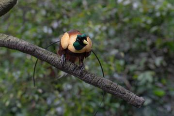 Cendrawasih bird perched on a tree branch
