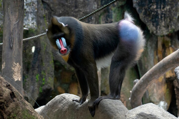 Close-up portrait of a male Mandrillus monkey	