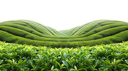 Beautiful tea gardens, scattered in the clear background. PNG