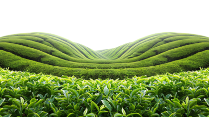 Beautiful tea gardens, scattered in the clear background. PNG
