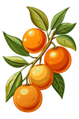 orange with leaves and branch - vector illustration of orange isolated on white, orange vector art