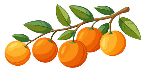 orange with leaves and branch - vector illustration of orange isolated on white, orange vector art