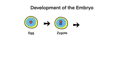 embryo development stages, starting from egg, progressing through zygote, 2-cell stage, 4-cell stage, morula, finally blastocyst, process of cell division in early embryonic development, embryology