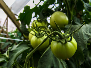 Green tomatoes plants in greenhouse on the organic plantation farm in Brazil