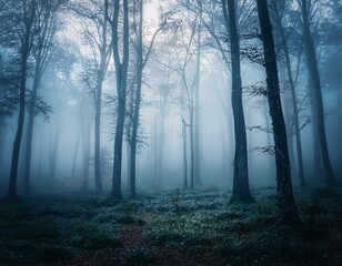 Obraz premium Forest in fog with mist. Fairy spooky looking woods in a misty day. Cold foggy morning in horror forest with trees