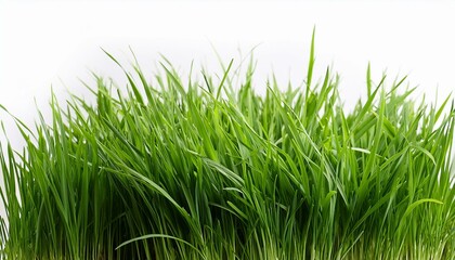Fototapeta premium green grass isolation on the white backgrounds