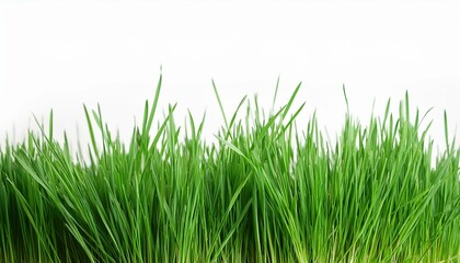 Fototapeta premium green grass isolation on the white backgrounds