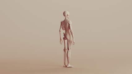 Beige skeleton musculature anatomy model muscles study mannequin monochrome neutral colour skin tones background back quarter right view 3d illustration render digital rendering