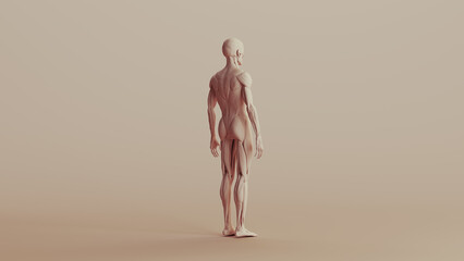 Beige musculature anatomy model muscles study mannequin monochrome neutral colour skin tones background back right quarter view 3d illustration render digital rendering