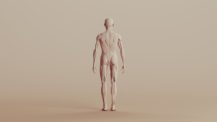 Beige musculature anatomy model muscles study mannequin monochrome neutral colour skin tones background back view 3d illustration render digital rendering