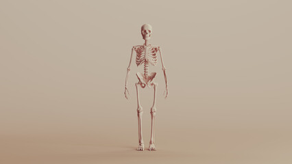 Beige musculature anatomy model muscles study mannequin monochrome neutral colour skin tones background front view 3d illustration render digital rendering