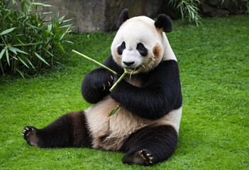 Obraz premium giant panda eating bamboo