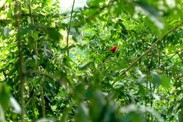 red gallito de roca in Jardin, Colombia