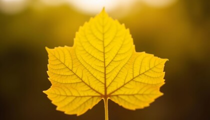 Fototapeta premium Autumns vibrant beauty in a single leaf