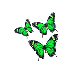 Three Green Butterflies on White Background