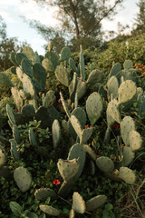 Big green tropical cacti